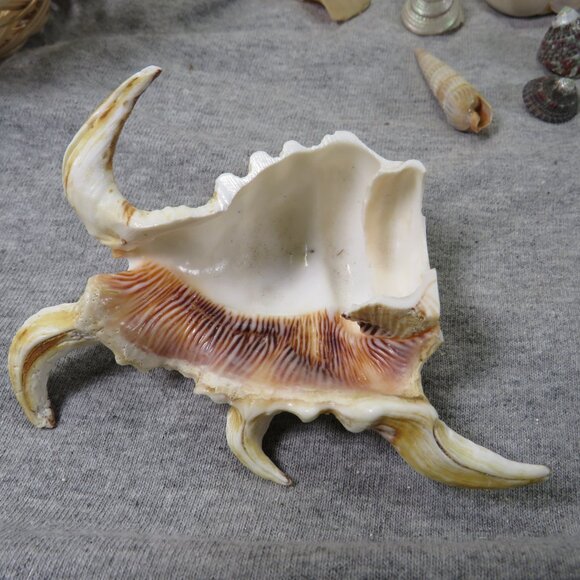 REAL sea shells and vintage Owl figures in woven basket - Picture 9 of 12